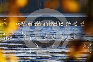 White heron, (Ardea alba, Egretta alba), autumn landscape in Trebonsko region, Southern Bohemia, Czech Republic