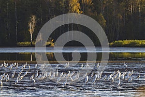 White heron, (Ardea alba, Egretta alba), autumn landscape in Trebonsko region, Southern Bohemia, Czech Republic