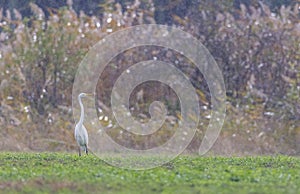 White heron in Hortobagy National Park, UNESCO World Heritage Site, Puszta is one of largest meadow photo