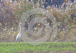 White heron in Hortobagy National Park, UNESCO World Heritage Site, Puszta is one of largest meadow photo