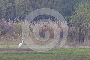 White heron in Hortobagy National Park, UNESCO World Heritage Site, Puszta is one of largest meadow photo