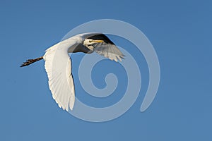 White heron ardea alba flying at dawn in the Natural Park of the Marshes of AmpurdÃÂ¡n photo