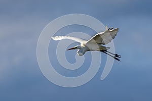 White heron ardea alba flying at dawn in the Natural Park of the Marshes of AmpurdÃÂ¡n photo