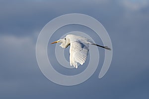 White heron ardea alba flying at dawn in the Natural Park of the Marshes of AmpurdÃÂ¡n photo