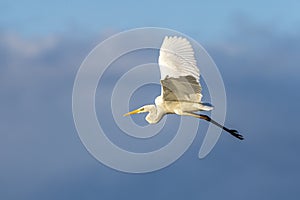 White heron ardea alba flying at dawn in the Natural Park of the Marshes of AmpurdÃÂ¡n photo