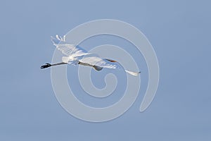 White heron ardea alba flying at dawn in the Natural Park of the Marshes of AmpurdÃÂ¡n photo