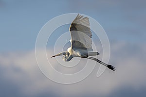 White heron ardea alba flying at dawn in the Natural Park of the Marshes of AmpurdÃÂ¡n photo