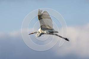 White heron ardea alba flying at dawn in the Natural Park of the Marshes of AmpurdÃÂ¡n photo