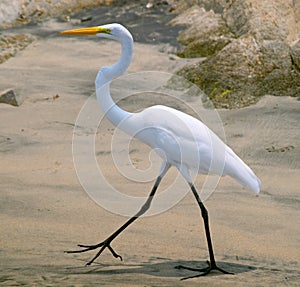 White heron (Ardea herodias) photo