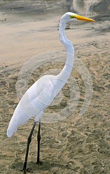 White heron (Ardea herodias)