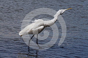 White heron in beach