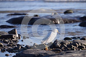 White Heron at Beach on Rocks