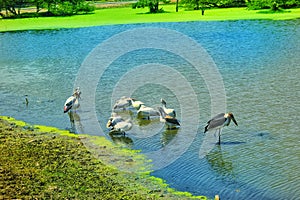 White heron bird in nice scenery