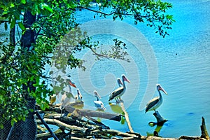 White heron bird in nice scenery