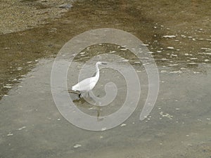 White heron bird in the river