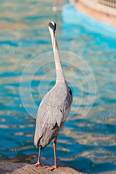 White Heron bird Standing at edge canal.