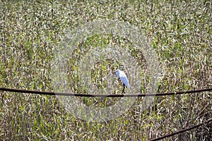 A white heron bird standing on a long rusty cable surrounded by tall green and yellow grass at Battleship North Carolina