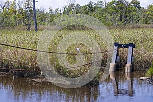 A white heron bird standing on a long rusty cable surrounded by tall green and yellow grass at Battleship North Carolina