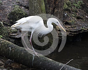 White Heron bird Stock Photos.  Great White Heron bird profile view. Image. Portrait. Picture. Standing on a log by the water.