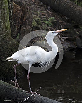 White Heron bird Stock Photos.  Great White Heron bird profile view. Image. Portrait. Picture. Standing on a log by the water.