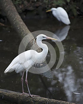 White Heron bird Stock Photos.  Great White Heron bird profile view. Image. Portrait. Picture. Standing on a log by the water.