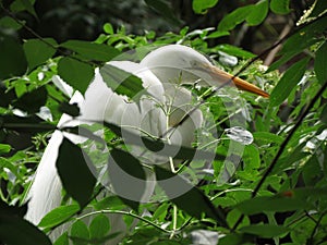 White heron bird in tree