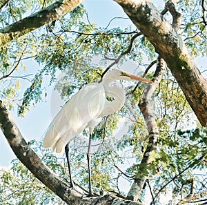 White Heron bird tree Everglades Florida