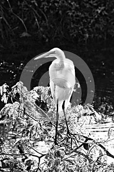 White Heron bird tree Everglades Florida