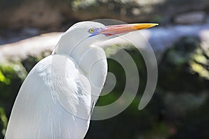 White Heron In Breeding Colors