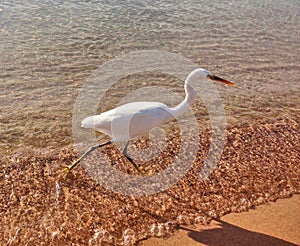 White Heron on the coast.