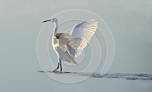 White heron counter light at sunrise