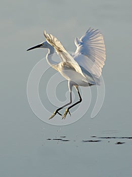 White heron dancer
