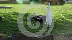 A white heron eating a yummy fish