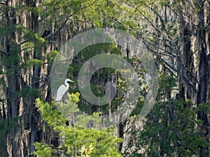 White Heron Egret against Spanish Moss Covered Trees Landscape