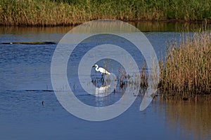 White heron. Egret bird hunting. Graceful fishing