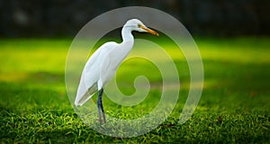 White heron-Egretta garzetta