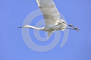 White heron fall from the sky, adobe rgb.