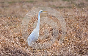 White heron in the field at spring