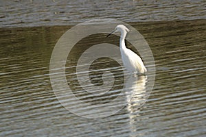 White heron fishing in the lagoon