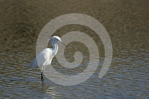 White heron fishing in the lagoon