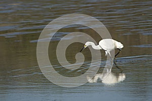 White heron fishing in the lagoon Reflection