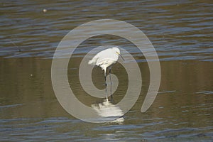 White heron fishing in the lagoon Reflection