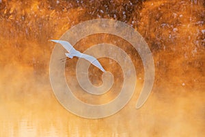 white heron flies over the misty river in the rays of sunset