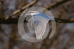 White heron in flight