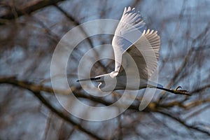 White heron in flight