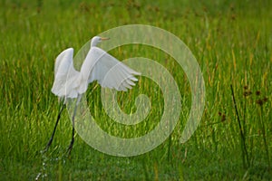 White heron on flight