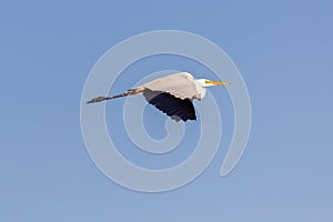 White heron in flight against a blue sky