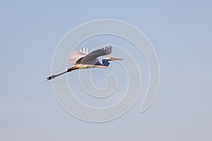 White heron in flight against a blue sky