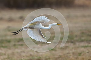 White heron at flight in the field at spring