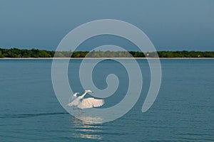 White heron in flight. White large bird above the surface with reflection in the water. Heron with open wings